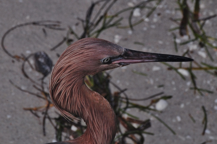 heron